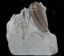 Nice Flexicalymene Trilobite From Ohio #35131-1